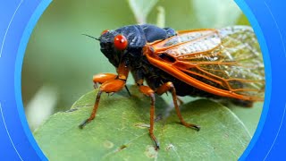 When will cicadas emerge Rare double brood emergence to bring cicadapocalypse [upl. by Idolla881]