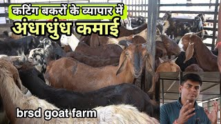 कटिंग बकरों के व्यापार में कितनी है कमाई  cutting goat business  brsd goat farm [upl. by Pember]