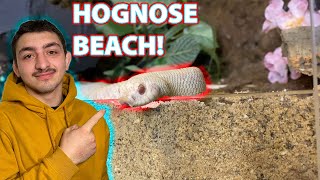 Hognose Snake Enclosure SetUp Her Own Private Beach [upl. by Ion]