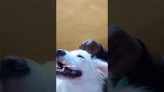 Indian Spitz subsribeformore doglover pets fellasleep [upl. by Edmon996]