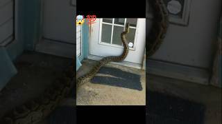 snake eat their owner 😨😱youtubeshorts shorts factsinhindi [upl. by Tris]