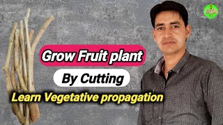 Plant Propagation Method by Cutting  How can grow plant by Cutting  Asexual method [upl. by Airetak181]