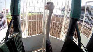 Helmet Cam Ostrich Race at Canterbury Park with Jockey Denny Velazquez [upl. by Annohsed]