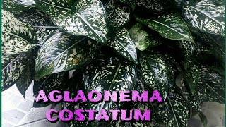 AGLAONEMA COSTATUM [upl. by Dolora]