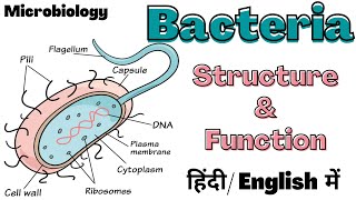 Bacteria  Structure and Function  Microbiology  Hindi [upl. by Messing]