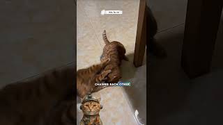 The most dramatic cat fight ever😹😽 cat catfight catvideos [upl. by Ainesey]