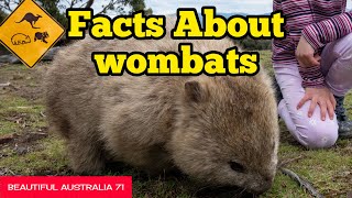 The Wombats  Facts amp Information  Beautiful Australia [upl. by Jacquelyn737]