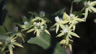 Araujia odorata  Tasi  Doca  caracteristicas  flora argentina [upl. by Brittany]