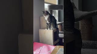 Target on site happycatsletsgo catvideos funny shortsyoutube charmingcat music catlover cat [upl. by Maffei427]