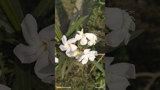 white kaner or Oleander flowers youtubeshorts flowers [upl. by Weiss377]