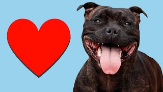 4 Signs Your Staffy LOVES You [upl. by Kylander]