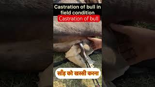 Castration of bull l dr Umar khan [upl. by Quirita]