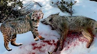 Coyote Attack’s “THE WRONG CAT ‘’ And Regret Straight After  Coyote Vs Bobcat [upl. by Hteik]