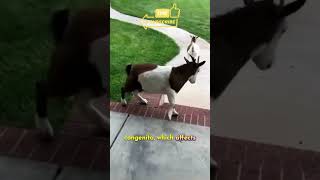 Myotonia Congenita  The Fainting goat [upl. by Bradway]