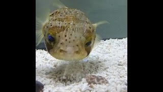 FACT ATTACK  PUFFER FISH [upl. by Carmel567]