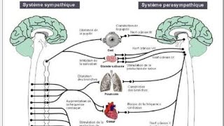 😢😢 Système nerveux sympathique et parasympathique fin [upl. by Kendrah]