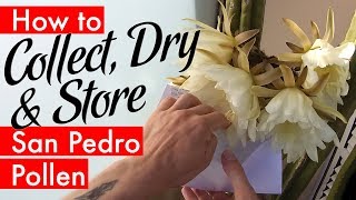 How to Collect Dry amp Store San Pedro Cactus Pollen Pachanoi pollination [upl. by Kirschner]