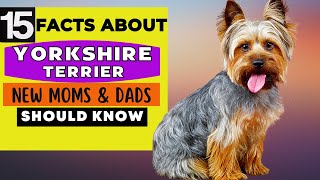 15 Important Facts About Yorkshire Terrier Dog All New amp Prospective Owners Should Know [upl. by Annoyi]