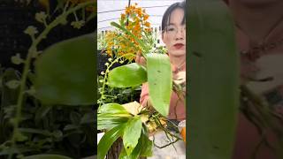 Short tips easy to following growing orchid plant on tree roots short plant orchid [upl. by Ellerahc]