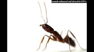 Trapjaw ant sounds [upl. by Zobe161]