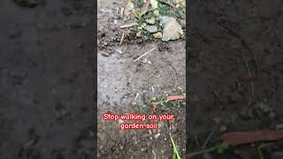 Stop compacting your garden soil Use walking boards gardening garden [upl. by Malorie]