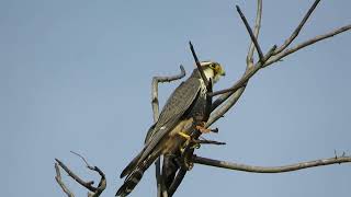 Aplomado Falcon Falco femoralis [upl. by Gertrudis]