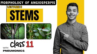 Morphology of Angiosperms Stem 1  Lecture 3  Class 11 Nepal  Easy Explanation with Mnemonics [upl. by Kcirad667]