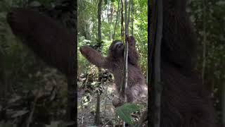 Threetoed sloth 🦥🖤  shorts wildanimals viral [upl. by Beisel]