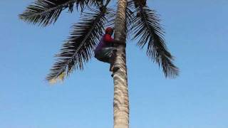 How to Climb a Coconut Tree [upl. by Miof Mela287]