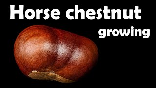 Horse chestnut tree seedling growing from seed  time lapse 4K [upl. by Dody]