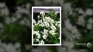 Deutzia  garden plants [upl. by Suiramad276]