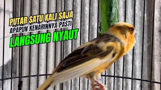 SUARA Kenari Gacor MEWAH Ngerol Panjang PANCINGAN KENARI AGAR BUNYI Jadikan BURUNG KENARI GACOR [upl. by Acinna]