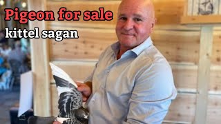 Exclusive Champion Racing Pigeon for Sale Son of Kittel x Daughter of Sagan  €1450 [upl. by Rosse]