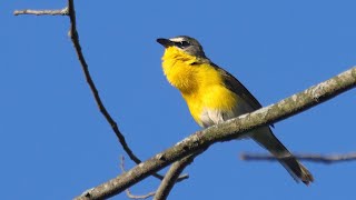 Yellowbreasted Chat Evening Song  Cuba Marsh 05262021 [upl. by Yllet234]