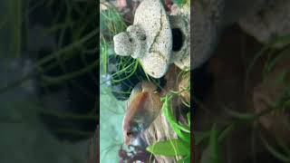 Female Dwarf Gourami communityaquarium [upl. by Keeryt364]