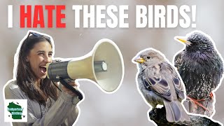 The 5 Most Polarizing Birds in North America [upl. by Dode51]