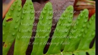 Polypodium Polypodioides quotResurrection Fernquot [upl. by Yeslrahc]