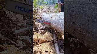 Cut large pieces of teak wood wood woodcut woodworking short [upl. by Tnomed994]