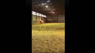 Horse Training 101  Dont Trap A Horse amp Dont Hit A Trapped Horse [upl. by Haleemaj140]