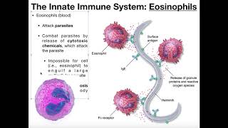 Physiology of Basophils Mast Cells amp Eosinophils [upl. by Othe]