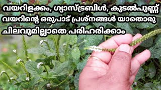 Heliotropium indicumThelkadahome remedyvenal pachaAyurvedic medicinRemis signature dishes [upl. by Gow]