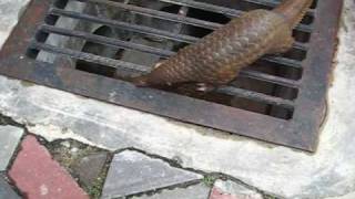 Pangolin rescued by Malaysias Wildlife and National Parks Department [upl. by Bilak]