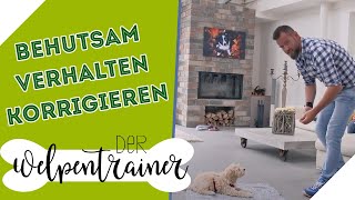 Wie korrigiere ich meinen Hund behutsam  Der Welpentrainer  sixx [upl. by Acimad]