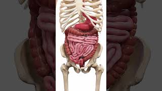 🍽️ Peristalsis The WaveLike Motion of Digestion 🍽️ anatomy [upl. by Dunning]