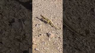 Running SpinyTailed Lizard shortfeed insects saveournature ytshort nature wildlife [upl. by Aurie]