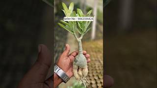 Adenium flower plant online sell tamilnadu kerala chennei plants flower sell [upl. by Federica522]