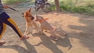 German shepherd vs pitbull dog fightpuppy THEROTT PitbullAilesi mafiathepitbull Round2hell [upl. by Aljan]