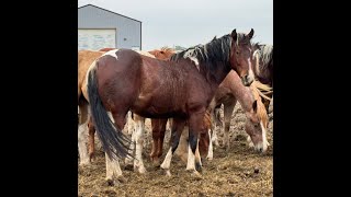 High Brows Bruiser  2022 Gelding  1st ride [upl. by Nohtan229]