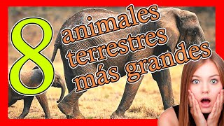 ▶️ 8 ANIMALES TERRESTRES mas GRANDES del mundo ✅ [upl. by Ylelhsa]