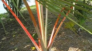 Latania lontaroides Red Latan palm in group planting [upl. by Alrzc347]